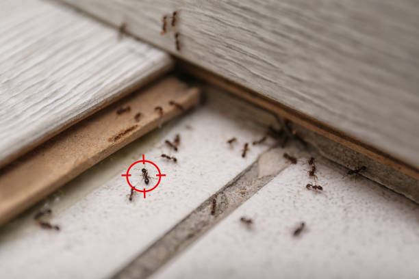 Best Best Pest Control Companies  in Grand Junction, CO