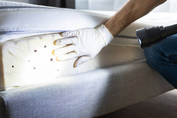 Best Local Pest Control Services  in Grand Junction, CO