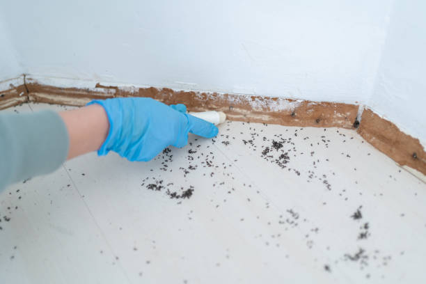 Best Affordable Pest Control Services  in Grand Junction, CO