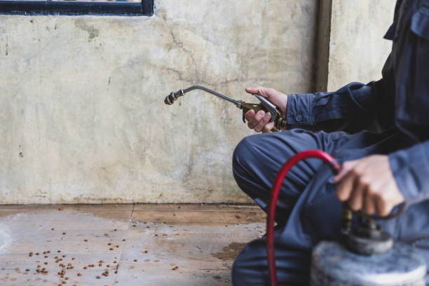 Flea Control Services in Grand Junction, CO